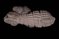 藏品(鐵尖海蜷)的圖片